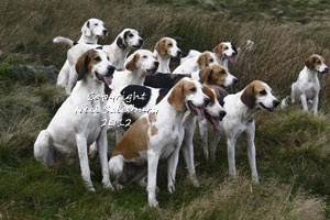 Fox Hunting Photography by Neil Salisbury Betty Fold Gallery Hawkshead Ambleside Cumbria